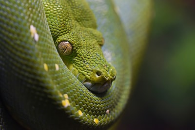特写摄影绿蛇